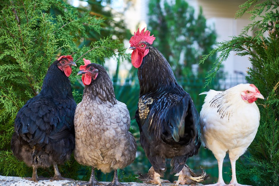  Hähnchen Grillen auf dem Webergrill - Zeitbedarf